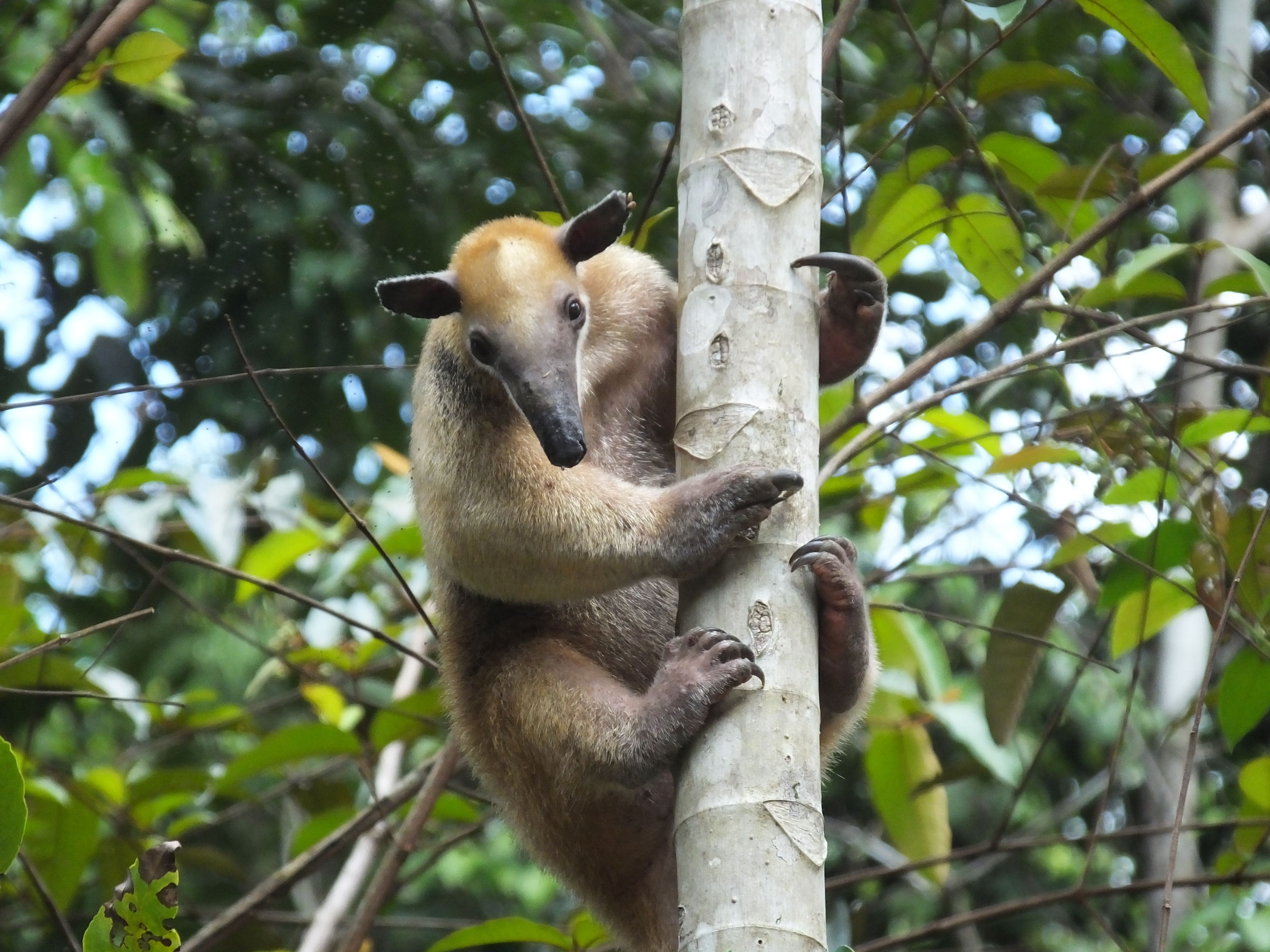 Un tamandua, qui appartient à la famille des fourmiliers, est accroché à un arbre. 