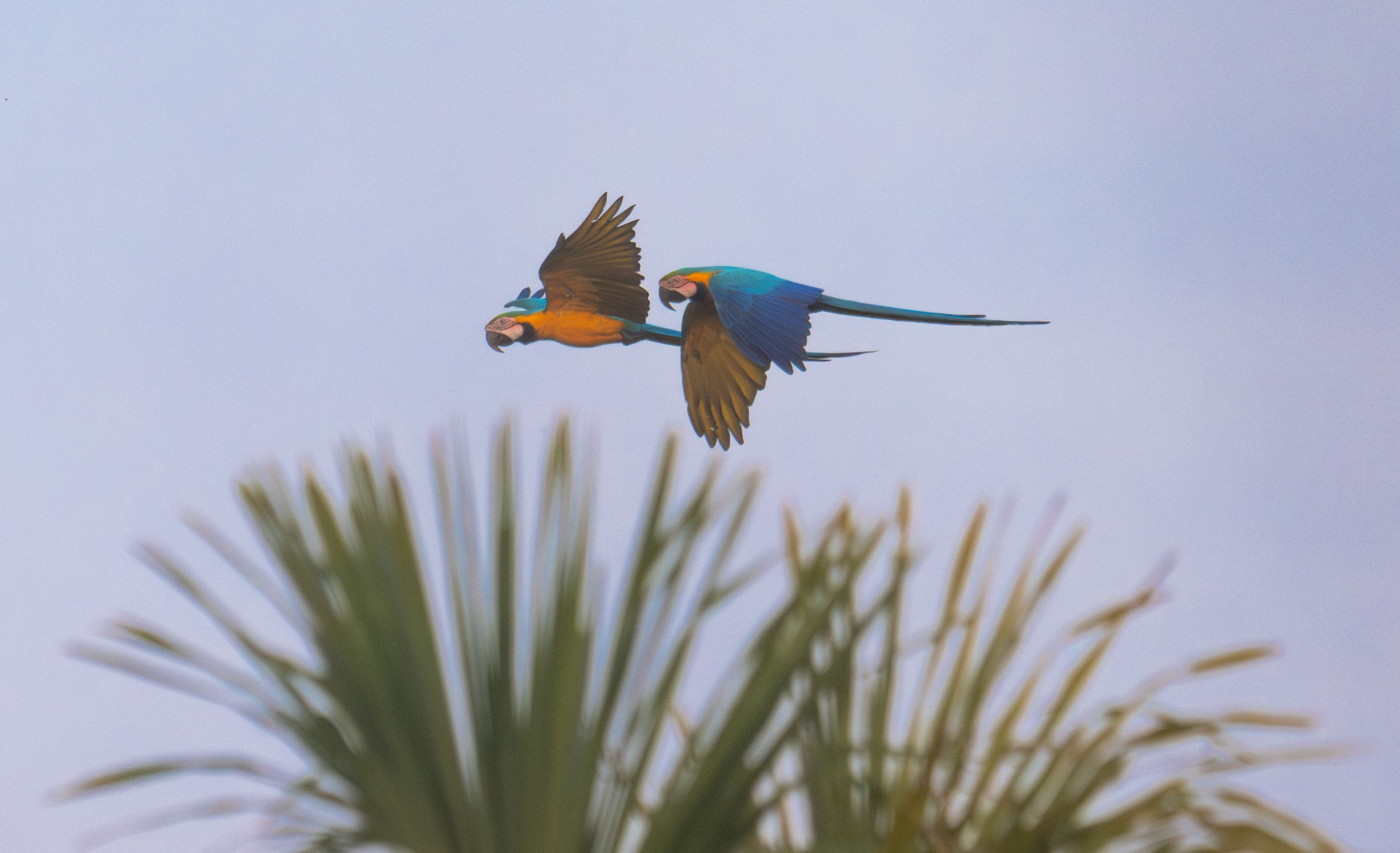 Des aras bleus en survolant le domaine du CSG.