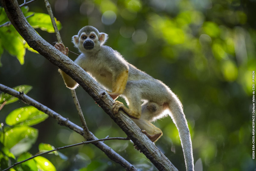 Singe dans la forêt au CSG.