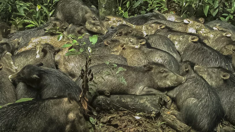 Une horde de pécaris observée au CSG.