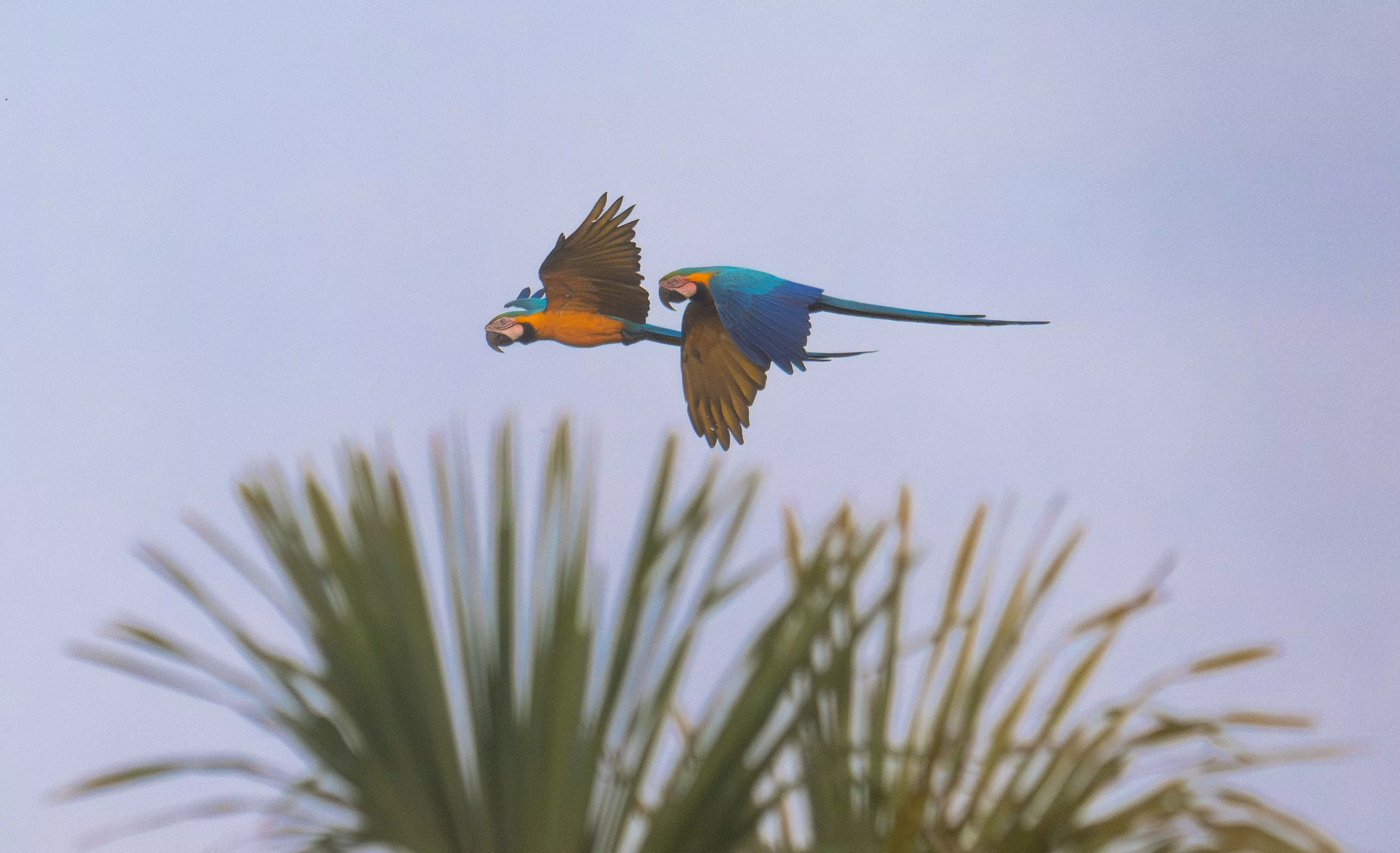 Des aras bleus en survolant le domaine du CSG.