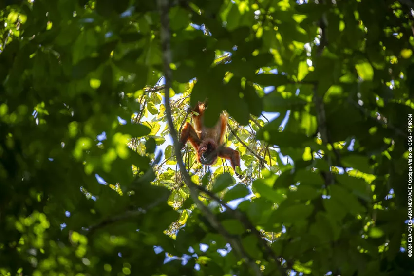 Singe dans la forêt au domaine du CSG.