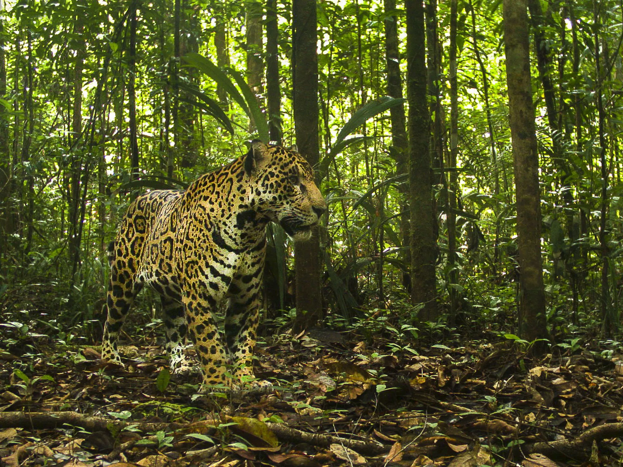 Photo jaguar dans les forêts du CSG