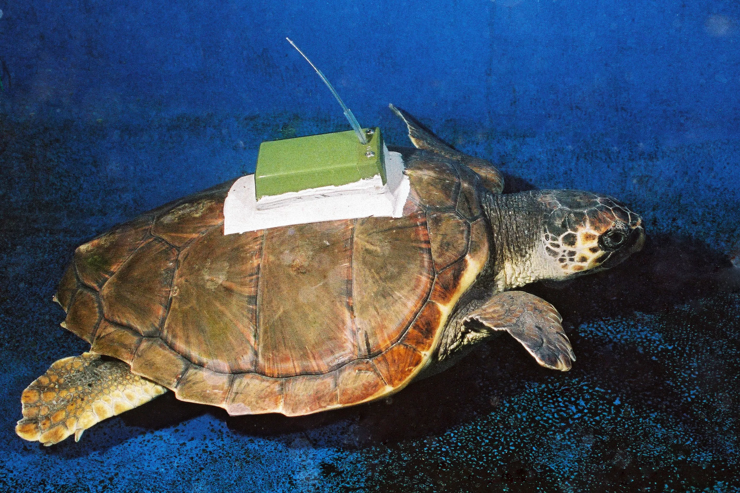 Une tortue marine équipé d'une balise de géolocalisation.