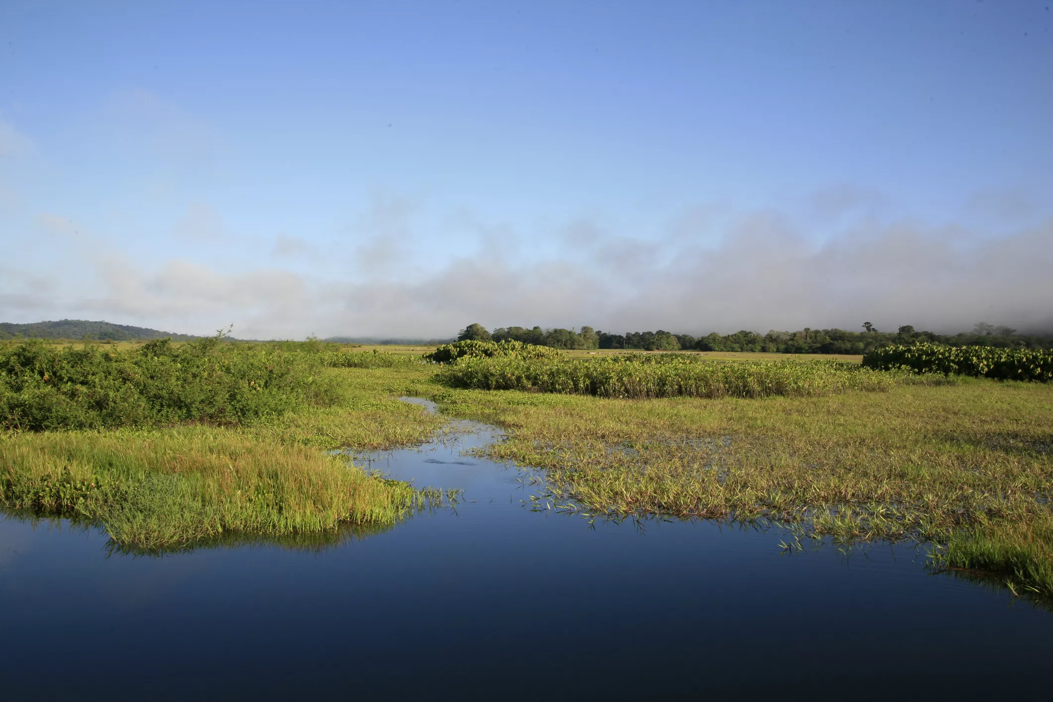 Tôt le matin au marée de Kaw, Réserve naturelle nationale, en Guyane française.