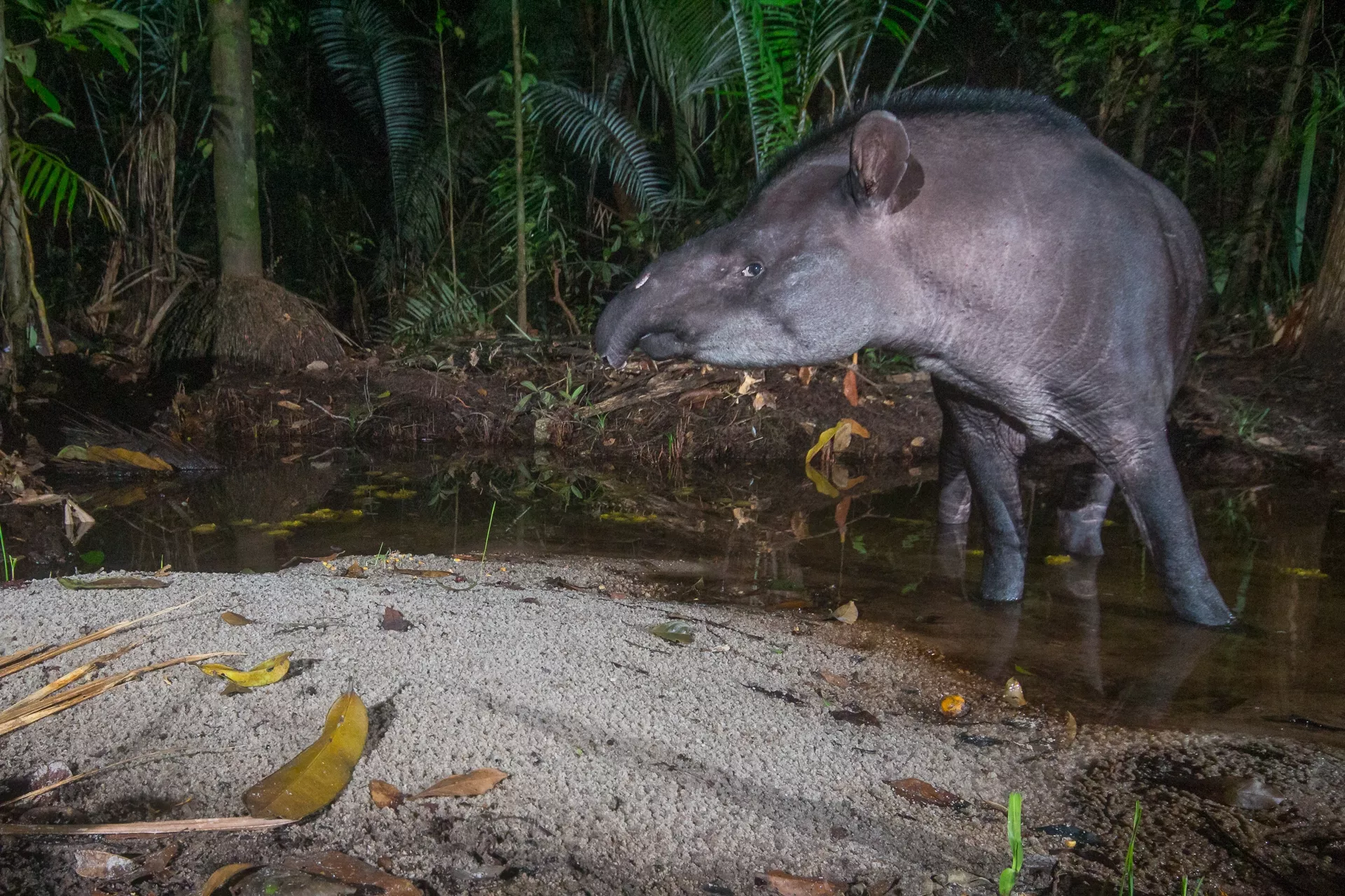 Tapir photographié sur le territoire du Centre spatial guyanais. 