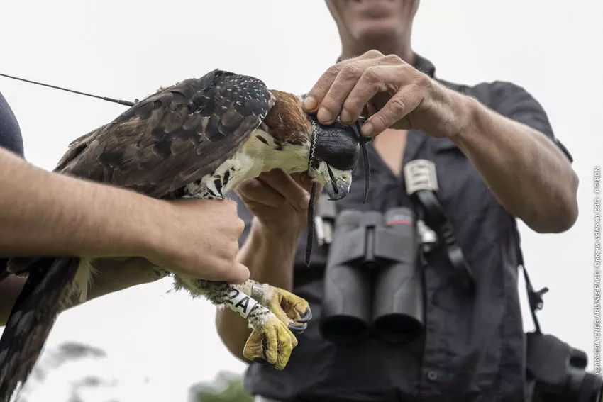 Relache Aigle orne au CSG