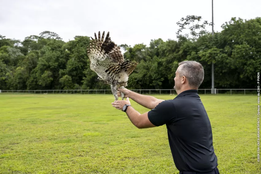 Relache Aigle orne au CSG