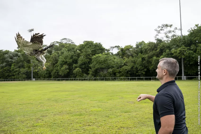 Relache Aigle orne au CSG