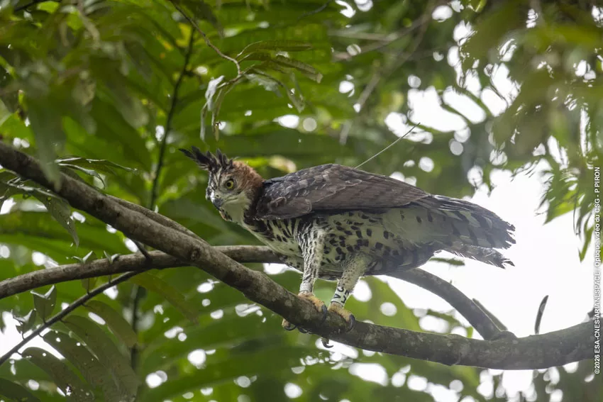 Relache Aigle orne au CSG