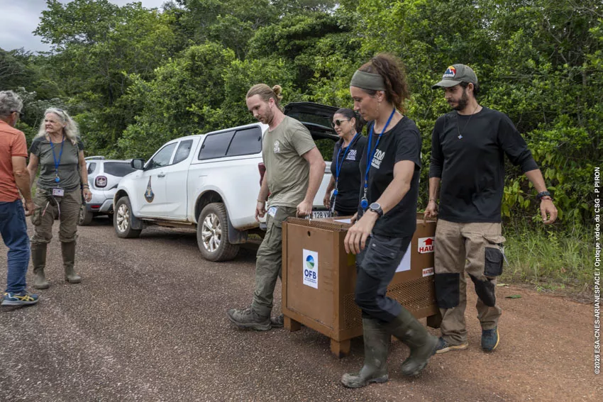 Relacher jaguarondi piste agami