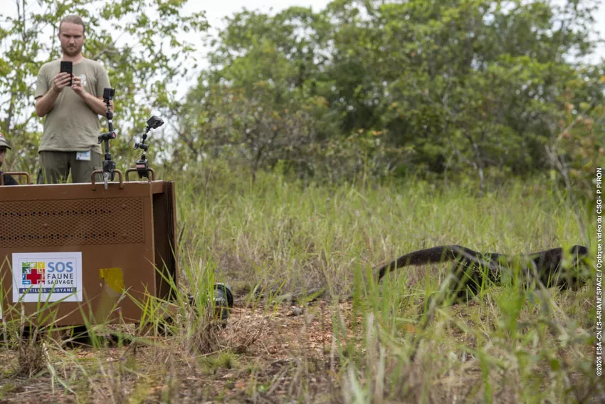 Relacher jaguarondi piste agami